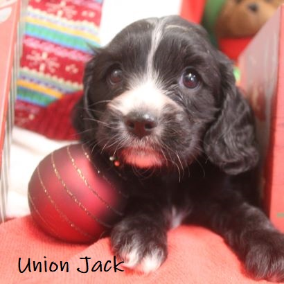 puppy, for, sale, Cockilier, Joe & Cherri  Overlease, dog, breeder, Miller, MO, dog-breeder, puppy-for-sale, forsale, nearby, find, puppyfind, locator, puppylocator, aca